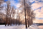 nature, landscape, bright, festive, pathway, forest, belarus, chill decembe ...
