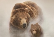 Животные, пророда, обои, туман, медведь, медвежонок, туман