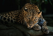 природа, Африка, животные, обои, леопард