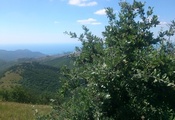 дерево, горы, вид, панорама, Крым, фото