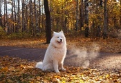 пес, лес, осень