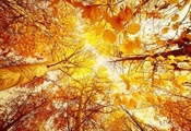 лес, листья, Осень, деревья, снизу вверх, солнце, желтые