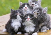 животные, кот, кошка, дом, обои, кошки, фон, котёнок, кошки, котята