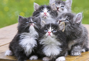 животные, кот, кошка, дом, обои, кошки, фон, котёнок, кошки, котята животные, кот, кошка, дом, обои, кошки, фон, котёнок, кошки, котята