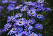 цветы, голубые, клумба