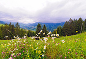швейцария, Switzerland, природа, горы, луг, цветы, деревья швейцария, Switzerland, природа, горы, луг, цветы, деревья