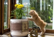 животные, кот, кошка, дом, обои, кошки, настроение, лето, отдых, фон, котён ... животные, кот, кошка, дом, обои, кошки, настроение, лето, отдых, фон, котён ...