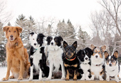 Животные, пророда, обои, собаки, собака, друг, дружба, фон, зима, семья, ще ...