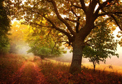 дорога, лес, дерево, Природа, дорожка, осень, роща