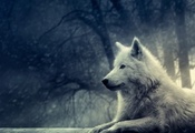 лес, волк, белый, хищник, сумерки