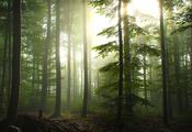 природа, деревья, пейзаж, экология, туман, солнце, лес, утро, дерево, свет, ...