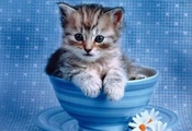 котенок, чашка, цветы котенок, чашка, цветы