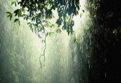 ветка, дерево, листья, дождь