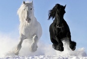 Животные, пророда, обои, лошади, лошадь, конь, фон, зима, снег, радость, на ...
