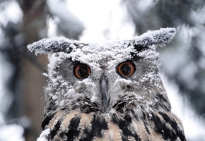 Зима, перья, оперение, окрас, клюв, птица, сова, филин, глаза, снег