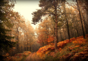 дорога, Природа, осень, лес