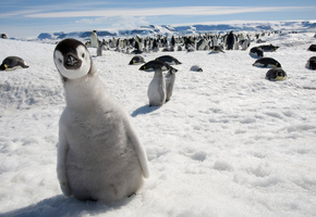 любопытство, взгляд, Пингвин, снег