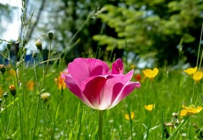 фокус, трава, тюльпан, Розовый, природа, поляна