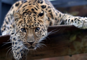 пристальный, взгляд, Леопард