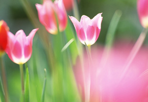 весна, краски, тюльпаны, размытость, листья, яркость, Природа, цветы, цвета, зелень