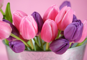 цветы, розовый, бутоны, фиолетовый, Тюльпаны