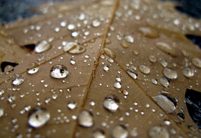 осен, прохлада, Лист, дождь, капли, вода, макро