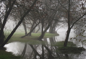 туман, отражение, вода, Деревья