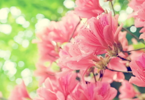 весна, Розовые, цветы