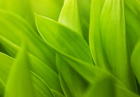 зелень, листья, Макро обои, green macro wallpapers, зелёный
