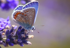 размытость, голубая, Цветок, бабочка, макро