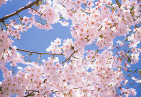 cherry blossom, япония, pink, park, sakura, white, Japan, flowers, spring