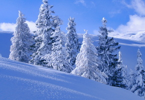 снег, зимно, деревья в снегу, склон
