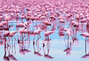 фламинго, Животные, птицы