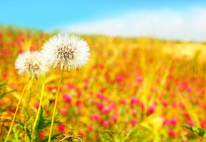 одуванчики, Beautiful field, dandelions, поле, цветы, весна, белые