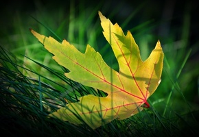 макро, осень, трава, Желтый лист