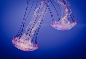 Jelly, аквариум, медузы