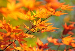 Ветка, клен, осень, листья
