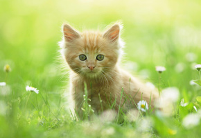 котенок, Kitten, трава, рыжий, лето, ромашки