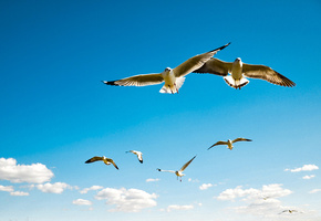 альбатро, крылья, чайки, размах, Птицы, полётсы, небо