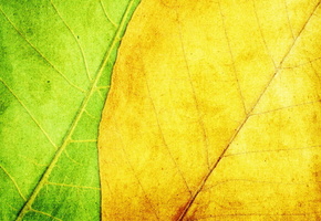 Текстура, зеленый, фон, листья, желтый