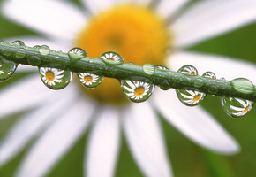 �����, Daisies in the dewdrops, �������, �����