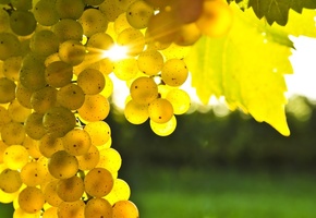 Виноград, желтый, гроздь, листья, блик солнца