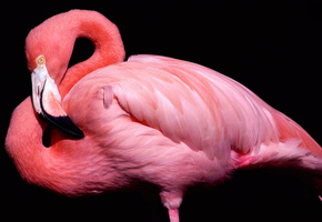 черный фон, розовый, фламинго, Птица, клюв