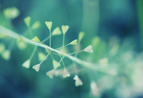 �����, plant, bokeh, macro, ��������, ������ ����, 2560x1600