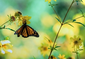 макро, бабочка, цветы, Фото, растения
