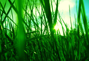 Трава, солнце, зеленое, свет, небо, лучи