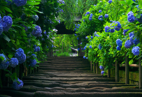 Япония, лестница, гортензия, растение, природа