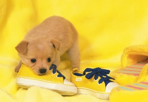 puppy, обувь, Shoes, собака, dog, щенок