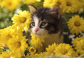 цветы, хризантемы, Котёнок