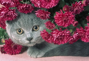 пухлый котик, красивый, цветы, сереневые, серый, Кот